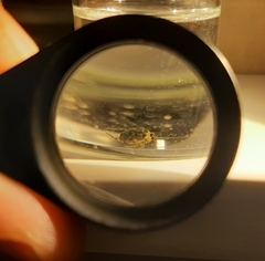 Peltodytes edentulus