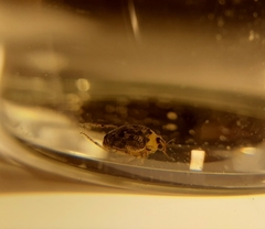 Peltodytes edentulus