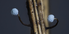 Didymium verrucisporum