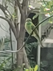 Merops orientalis