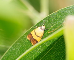 Heteroteucha translatella