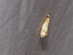 Edosa ochracea