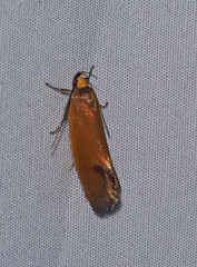 Delexocha ochrocausta