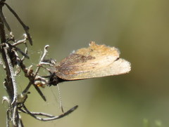 Callophrys augustinus iroides