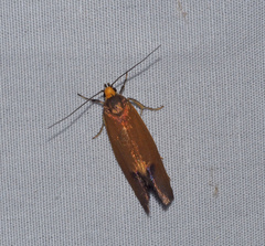 Delexocha ochrocausta