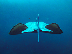 Pacific Torpedo photo 5