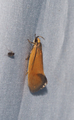 Delexocha ochrocausta