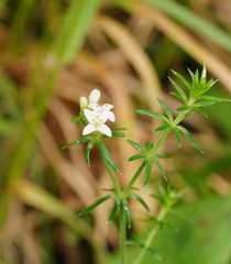 Asperula scoparia