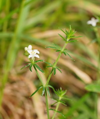 Asperula scoparia