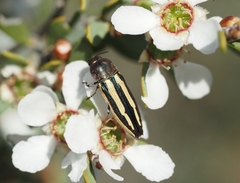 Castiarina vittata
