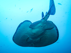 Pacific Torpedo photo 3
