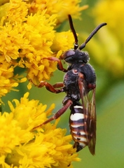 Nomada vicina