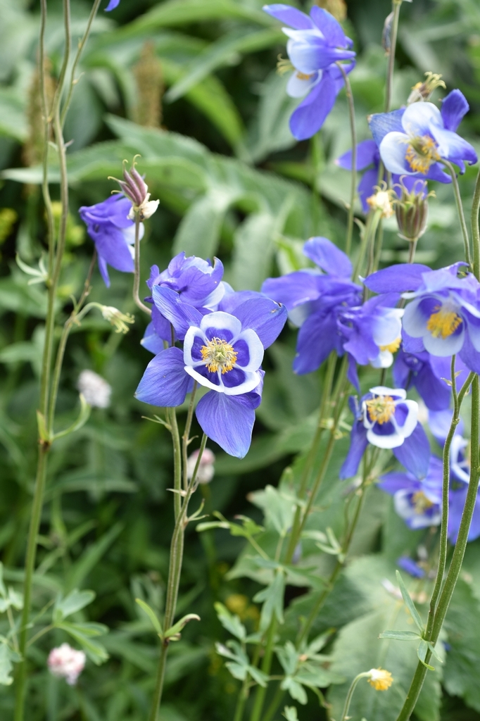 Aquilegia jucunda