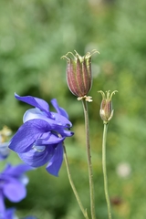 Aquilegia jucunda