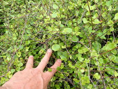 Muehlenbeckia australis × complexa