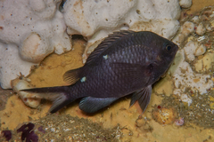 Chromis dispila