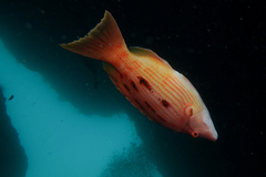 Bodianus unimaculatus