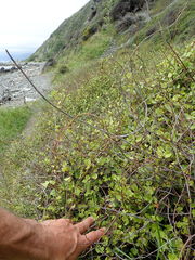 Muehlenbeckia australis × complexa