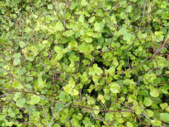Muehlenbeckia australis × complexa