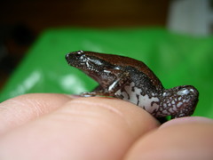 Gastrophryne elegans