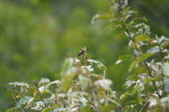 Chaetocercus mulsant