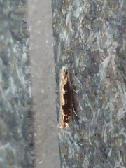 Erechthias fulguritella