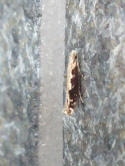 Erechthias fulguritella