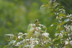 Chaetocercus mulsant