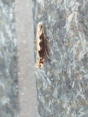 Erechthias fulguritella