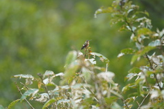 Chaetocercus mulsant