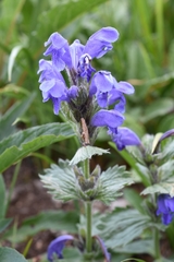 Dracocephalum grandiflorum