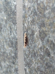 Erechthias fulguritella