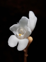 Didymoplexis pallens