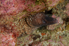 Gymnothorax prionodon