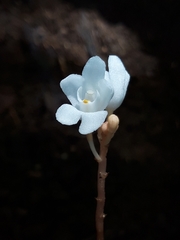 Didymoplexis pallens