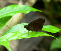 Ancistroides nigrita