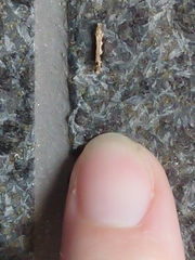 Erechthias fulguritella