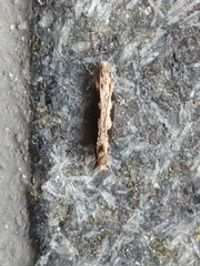 Erechthias fulguritella