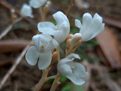 Didymoplexis pallens