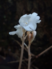 Didymoplexis pallens