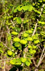 Phyllanthus pinnatus