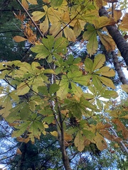 Aesculus turbinata