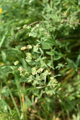 Euphorbia microcarpa