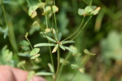 Euphorbia microcarpa