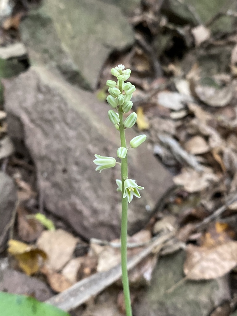 forest African hyacinth