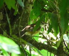 Pterorhinus pectoralis