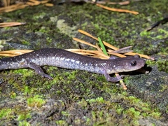 Plethodon jacksoni