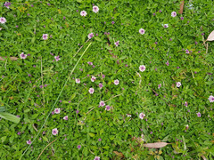 Phyla nodiflora minor