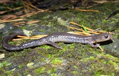 Plethodon jacksoni
