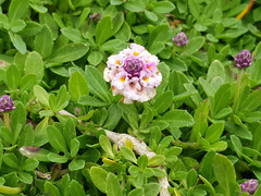 Phyla nodiflora minor